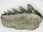 Fossil Cow Shark (Notorynchus) Tooth - Maryland #21315-1